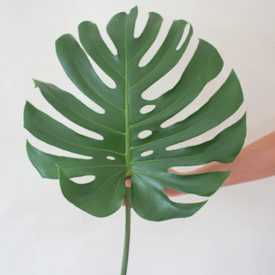 Monstera Leave Greenery