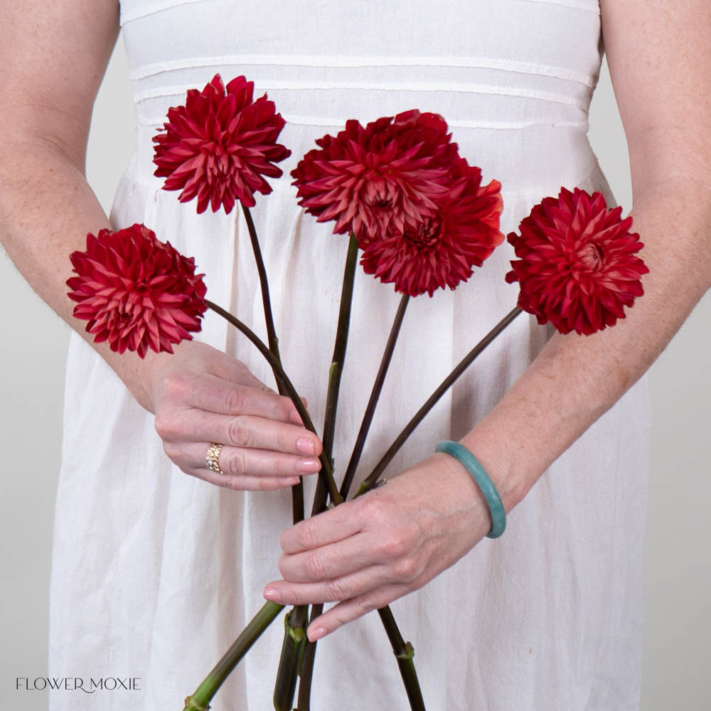 Red Dahlia Flower
