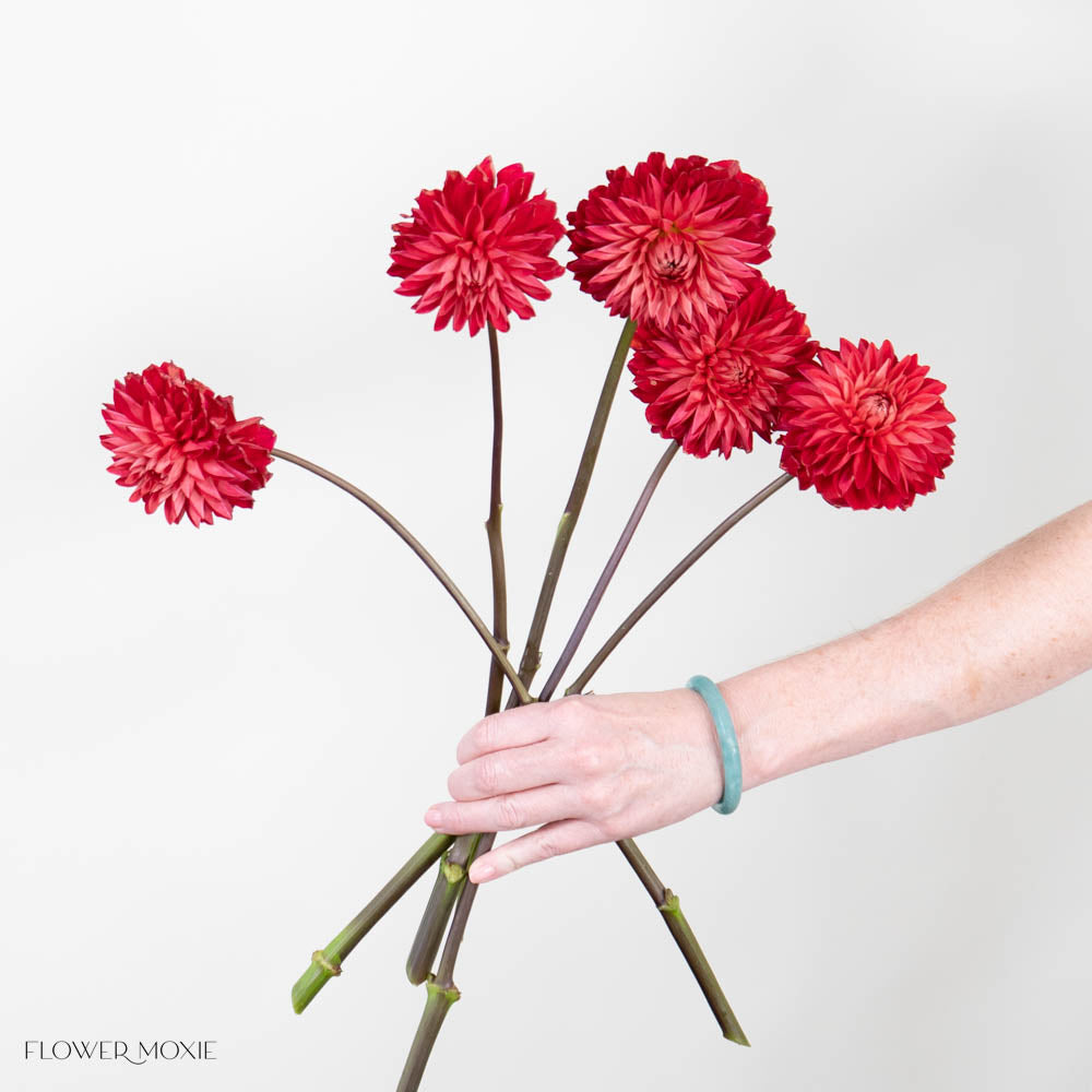 Red Dahlia Flower
