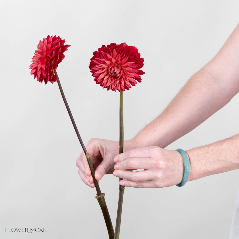Red Dahlia Flower
