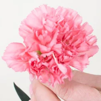 Medium Pink Carnation Flower