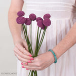 Tinted Mulberry Billy Ball Flower
