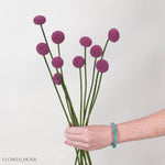 Tinted Mulberry Billy Ball Flower
