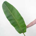 Musa Leaf Greenery