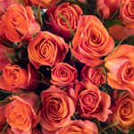 Orange Rose Flower