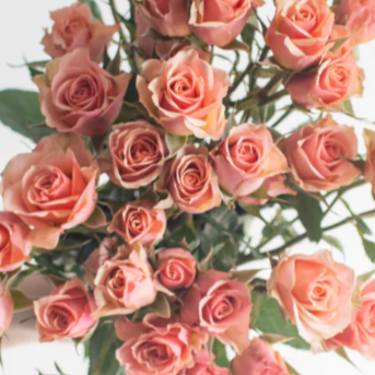 Peach Spray Rose Flower