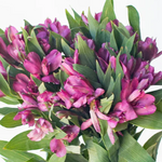 Purple Alstromelia Flower