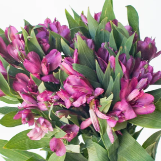 Purple Alstromelia Flower