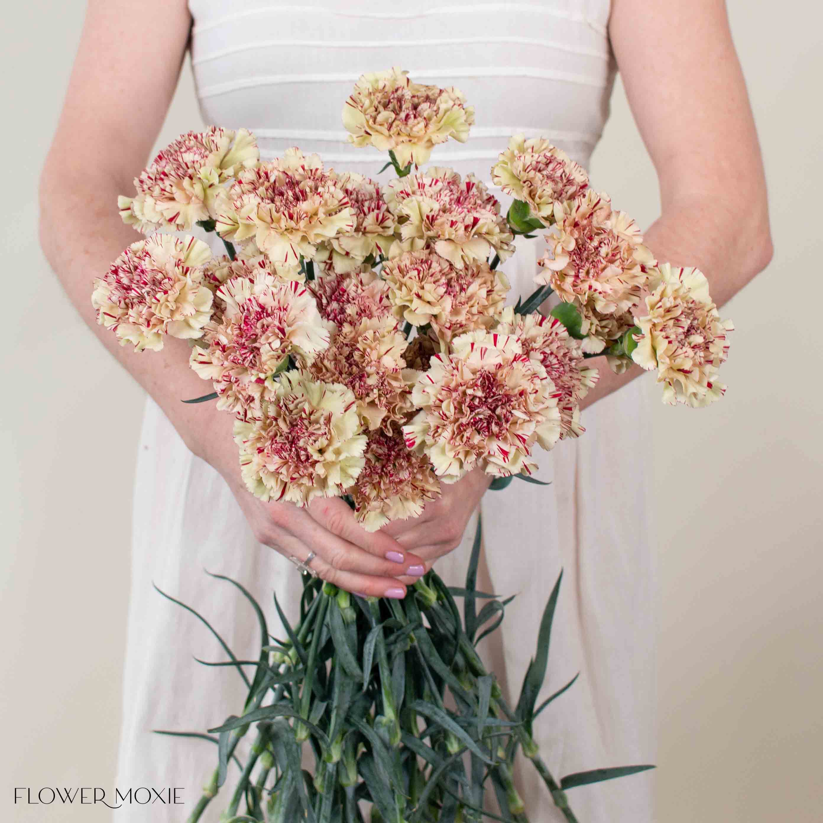 Paoletta Color Carnation Flower