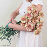 Paoletta Color Carnation Flower