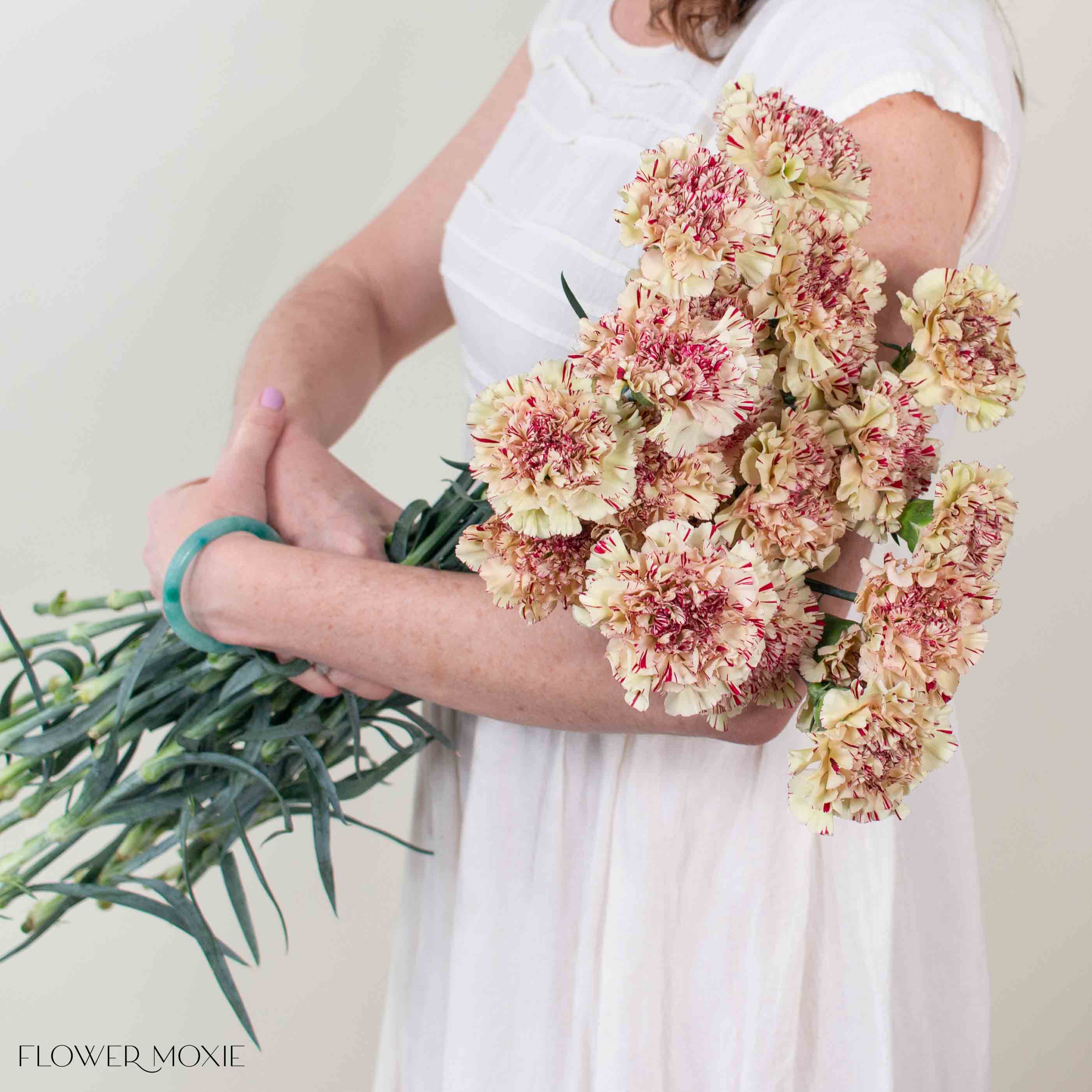 Paoletta Color Carnation Flower