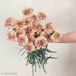 Paoletta Color Carnation Flower