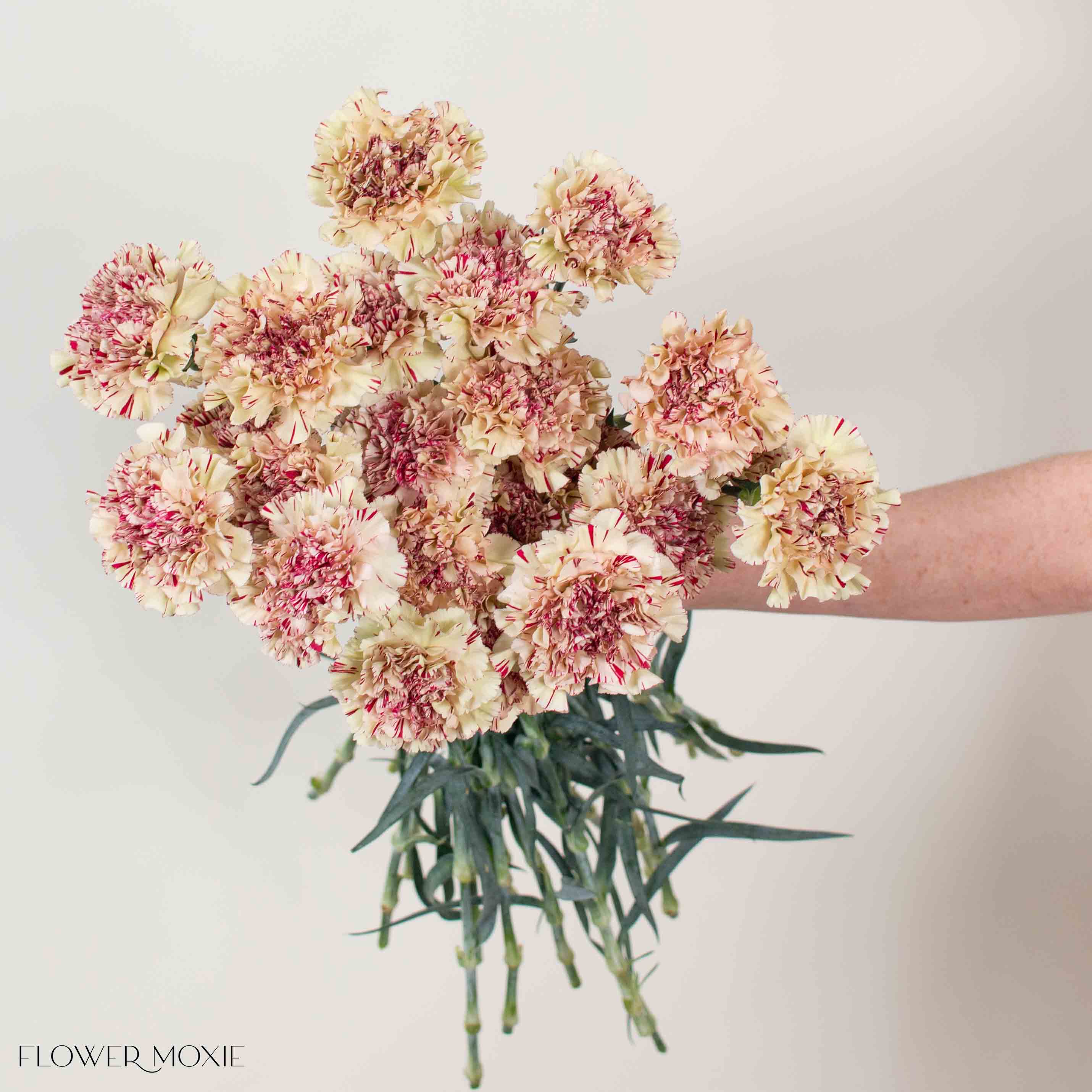 Paoletta Color Carnation Flower