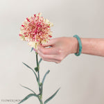 Paoletta Color Carnation Flower