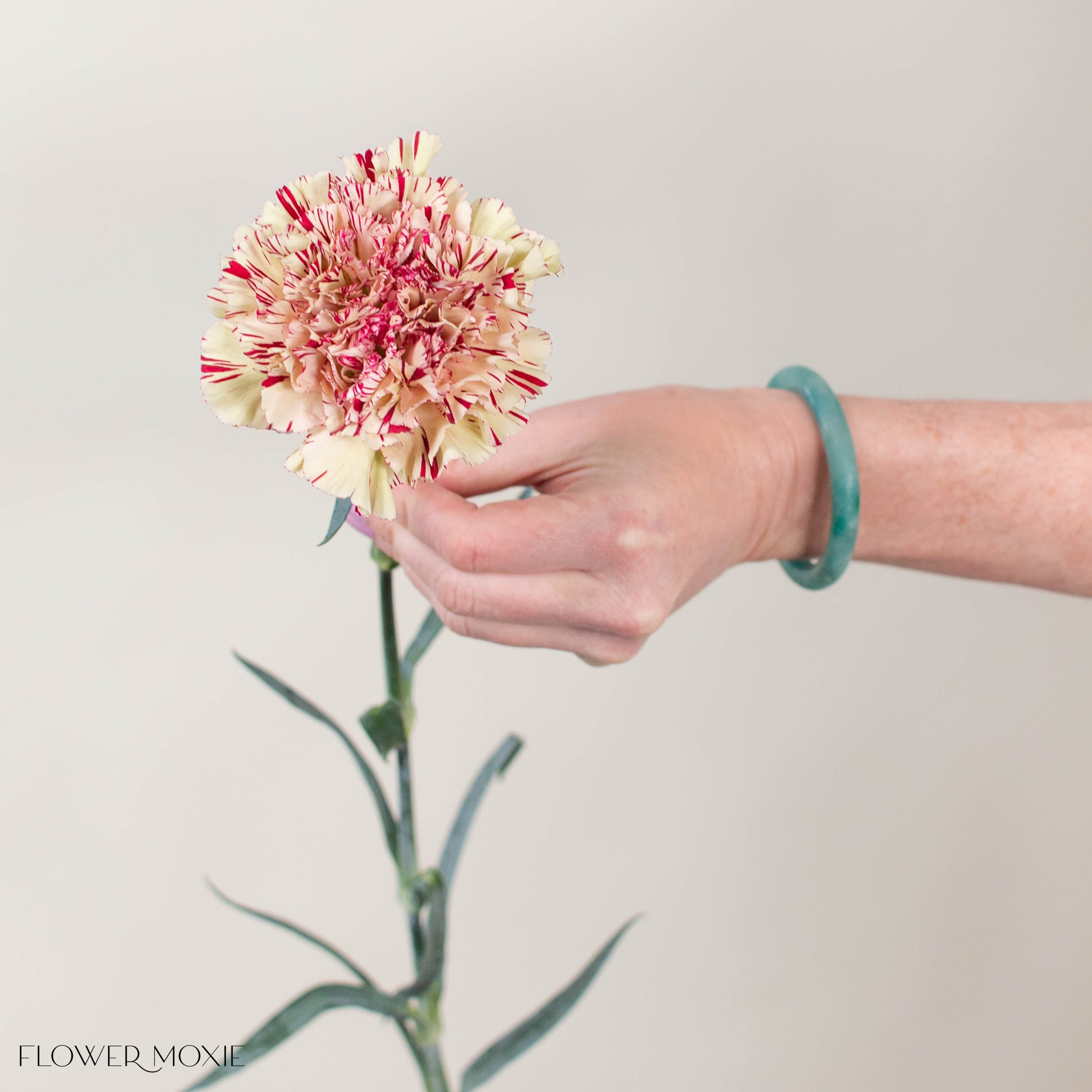 Paoletta Color Carnation Flower