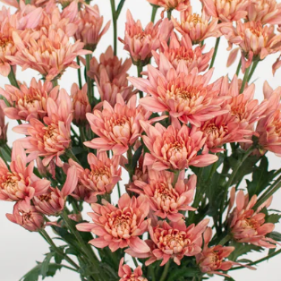 Peach Cushion Pom Flower