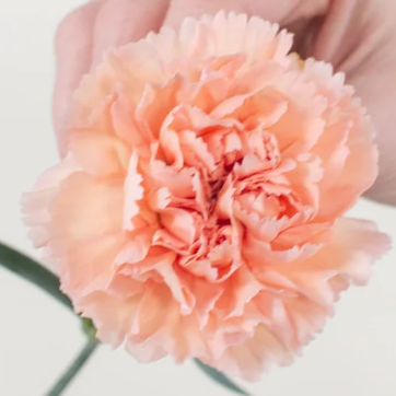 Peach Carnation Flower