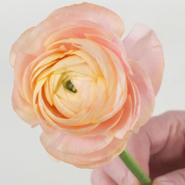 Peach Ranunculus Flower