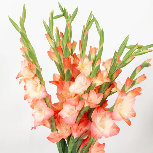 Peach Mini Gladiolus Flower