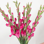 Pink Mini Gladiolus Flower