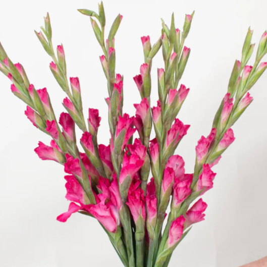 Pink Mini Gladiolus Flower
