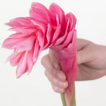 Pink Ginger Flower