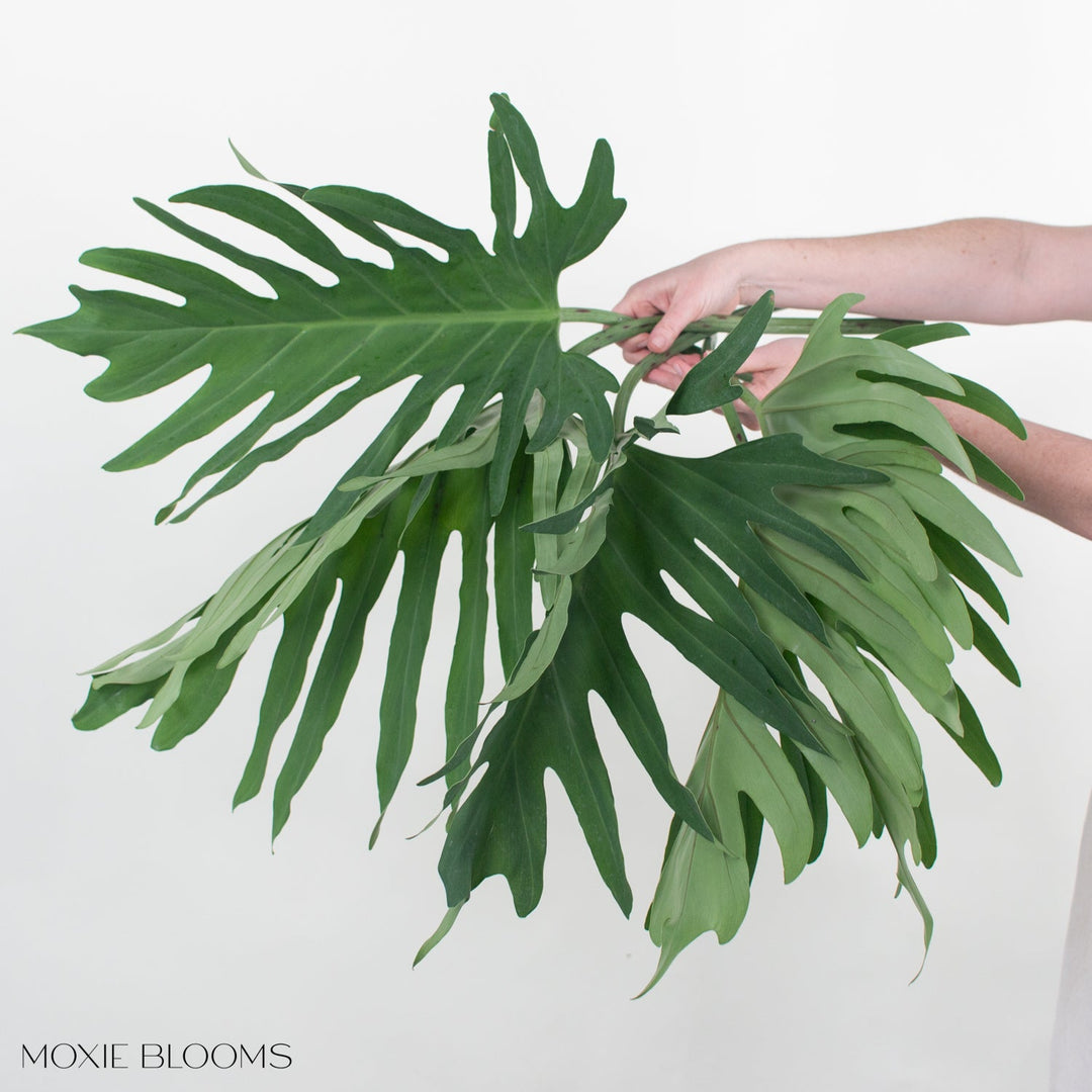large philodendron flowers Philodendron Greenery