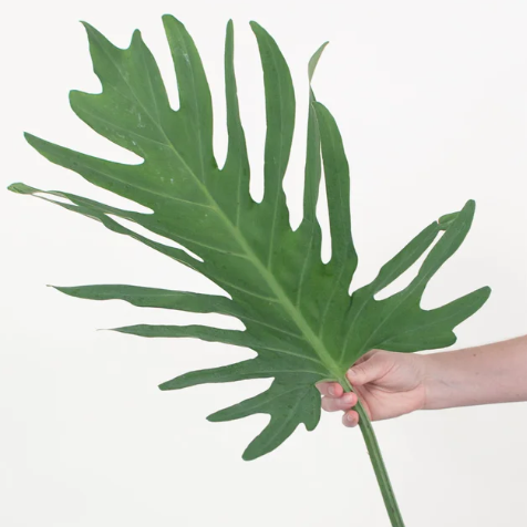 Philodendron Greenery