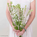 Light Pink Larskpur Flower
