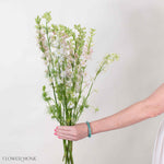 Light Pink Larskpur Flower
