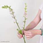 Light Pink Larskpur Flower
