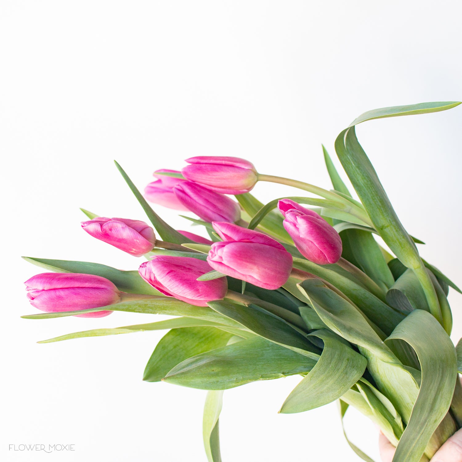 Pink Tulip Flower – Flower Moxie