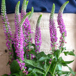 pink veronica 1ca85a1d b723 4f0c 8b38 1a5782ce1c78