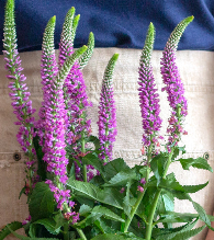 pink veronica 1ca85a1d b723 4f0c 8b38 1a5782ce1c78