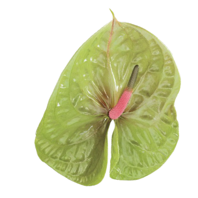 Pistache Green and Pink Anthurium