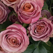Peachy Mauve Purple Moon Rose Flower