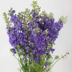 Purple Larkspur Flower