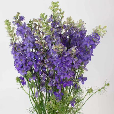 Purple Larkspur Flower