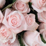 Blush Poma Rosa Rose Flower