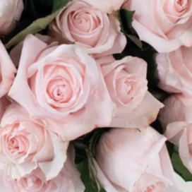 Blush Poma Rosa Rose Flower