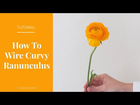 Wire Ranunculus Video