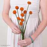 Tinted Pumpkin Billy Ball Flower
