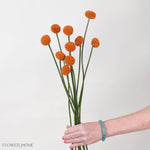 Tinted Pumpkin Billy Ball Flower
