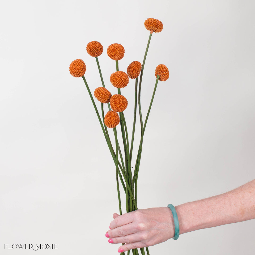billy ball flower seeds Tinted Pumpkin Billy Ball Flower