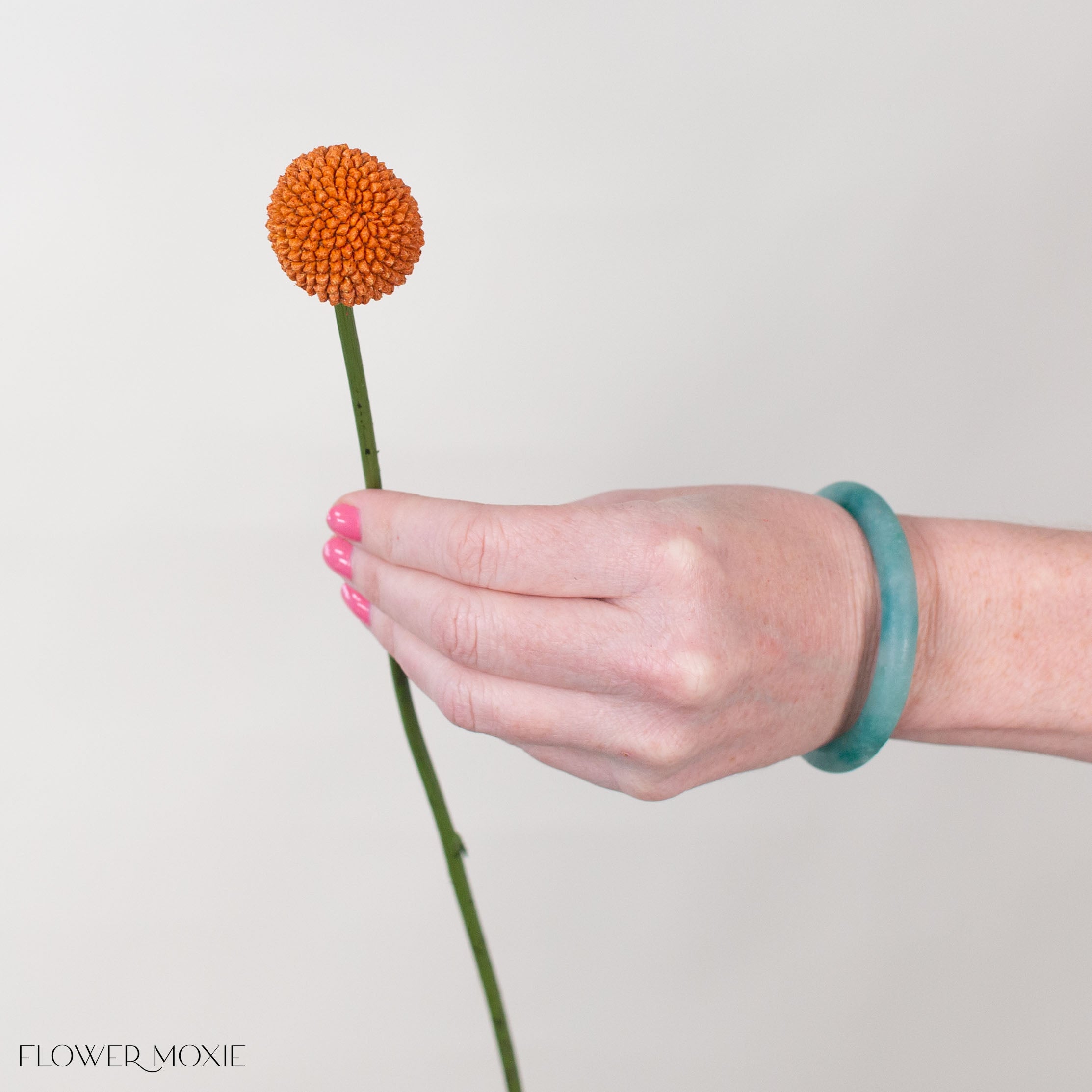 Tinted Pumpkin Billy Ball Flower
