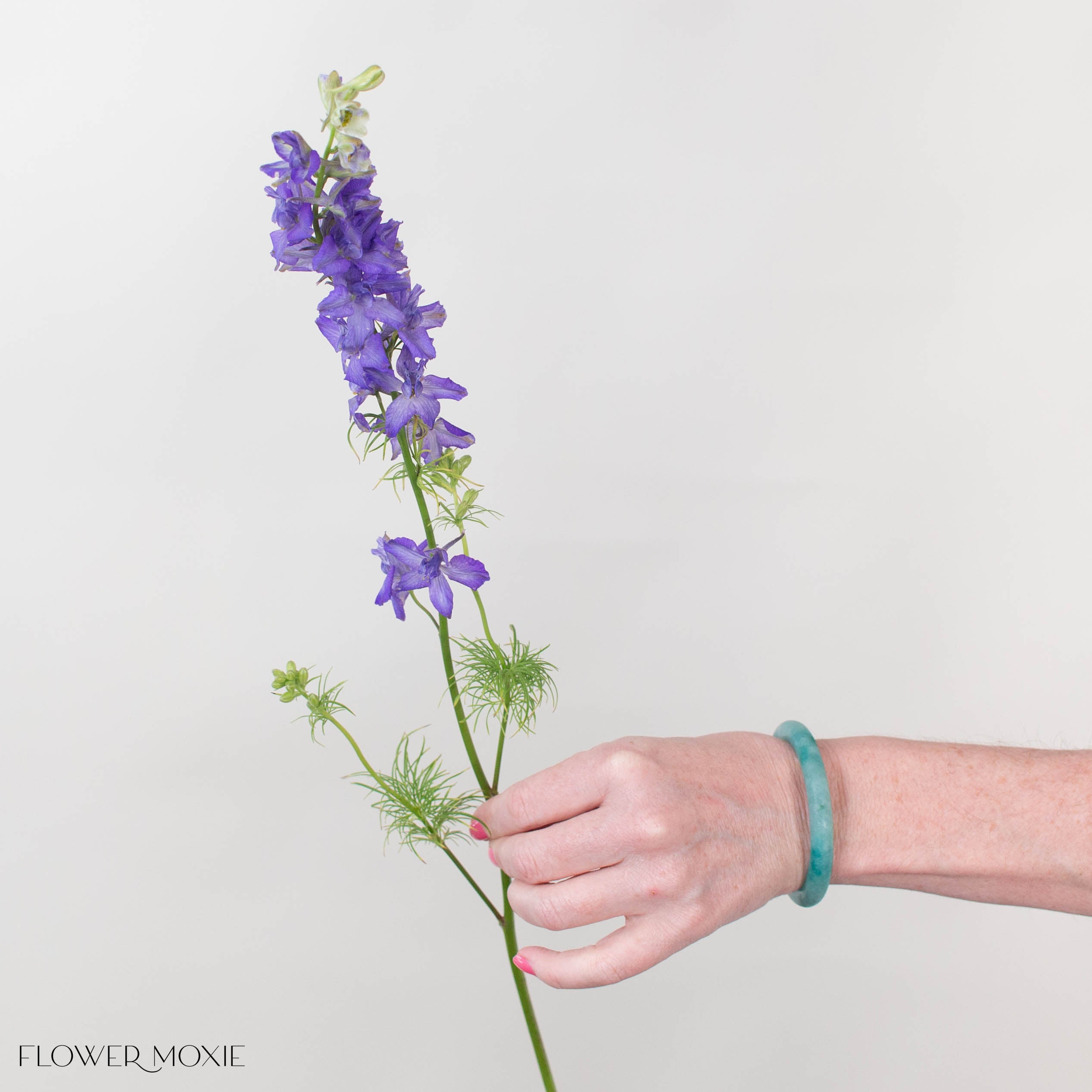 Purple Larskpur Flower