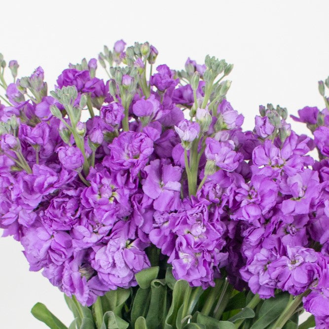 Purple Stock Flower