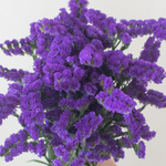 purple statice 908ecc4b 74be 42ec 96d3 ddaf71ffdd20