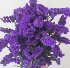 purple statice 908ecc4b 74be 42ec 96d3 ddaf71ffdd20
