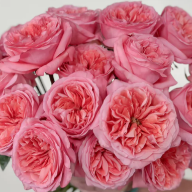 Pink Rose Flower